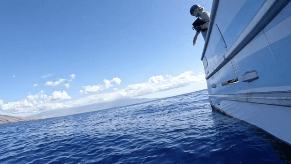 whale view from boat